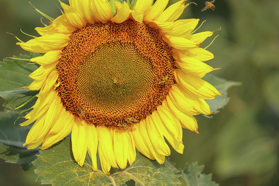 Sunflower With Honeybees On It Photograph