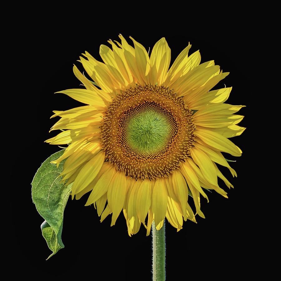Sunflower with Leaf - Square Photograph by Nikolyn McDonald