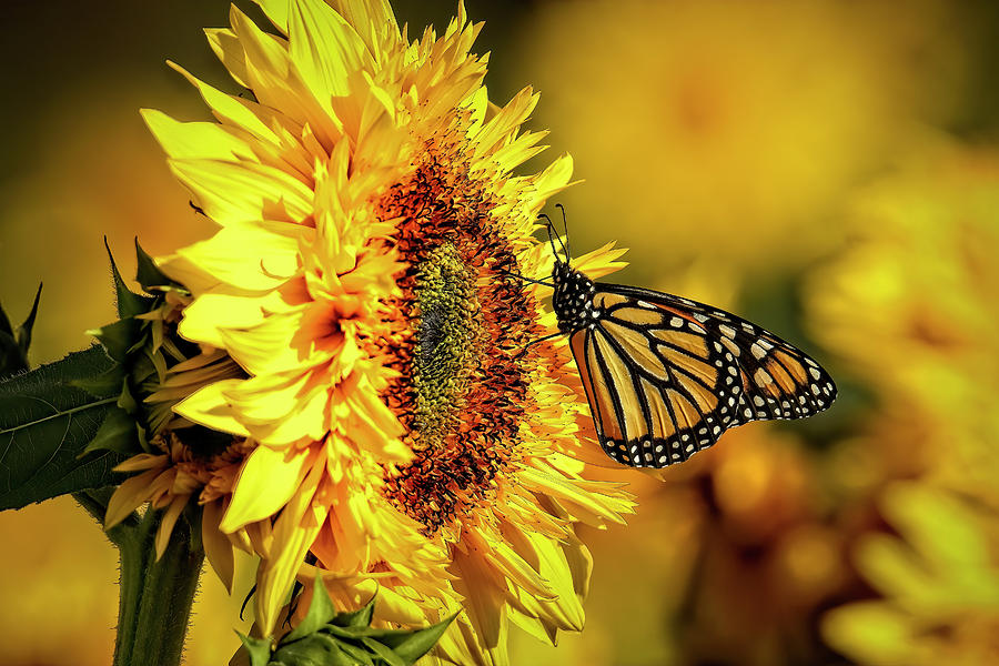 Sunflower with monarch - beautiful together Photograph by Geraldine Scull