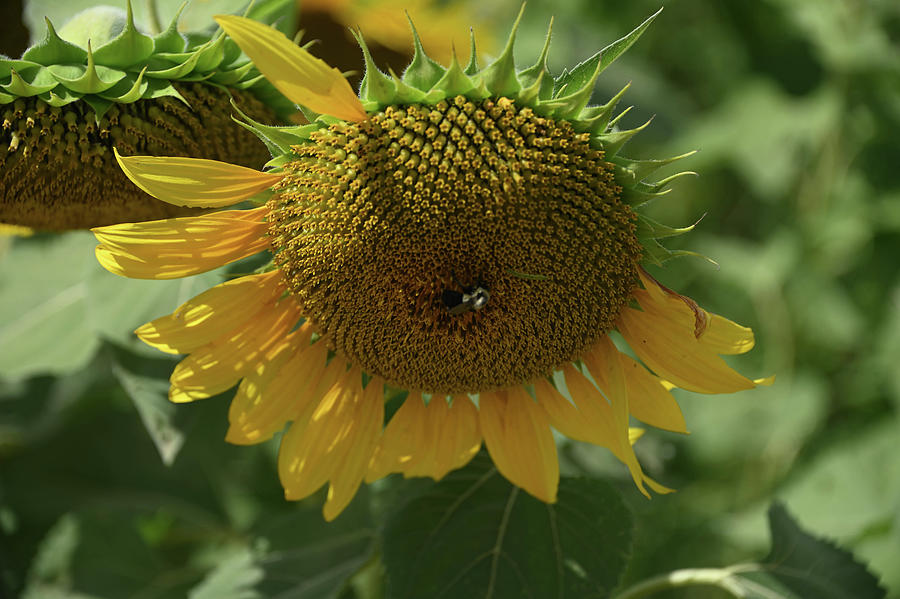 Sunflower with one bee Photograph by Alan Goldberg