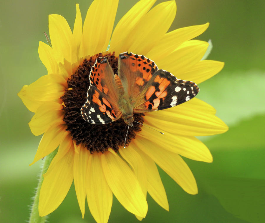 Sunflower with Painted Lady Butterfly Photograph by Marcia Brennan ...