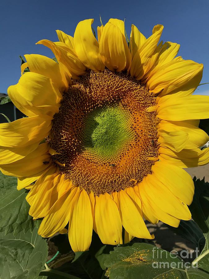 Sunflower with Pollen Photograph by Carol Groenen