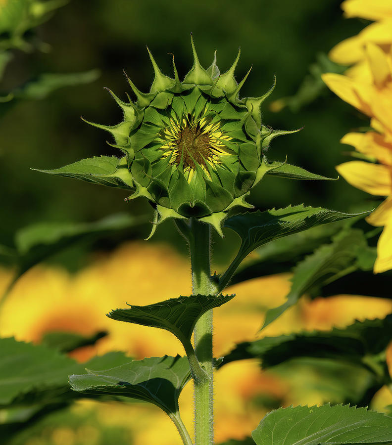 Sunflower with Potential Photograph by Flinn Hackett
