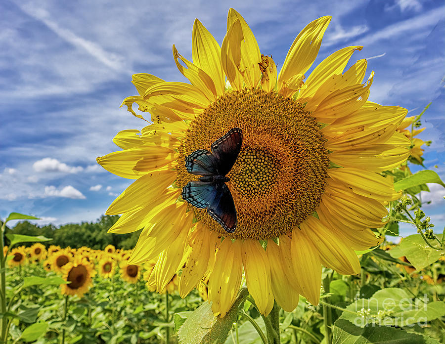 Sunflower with Red Spotted Purple Butterfly Photograph by Teresa Jack