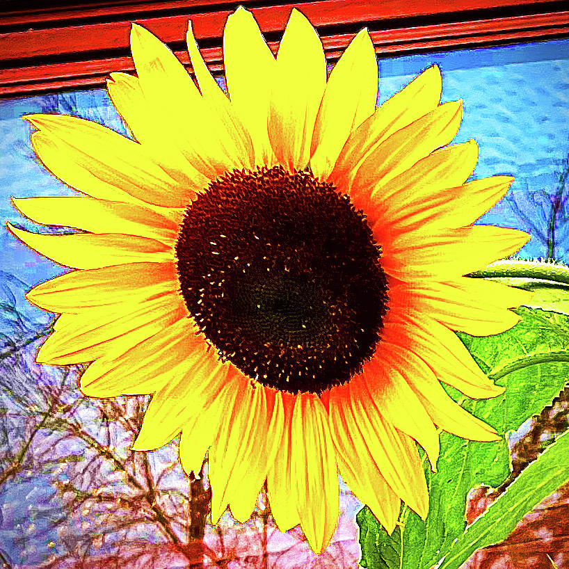 Sunflower With Reflections And Glass Photograph by Patrick Malon