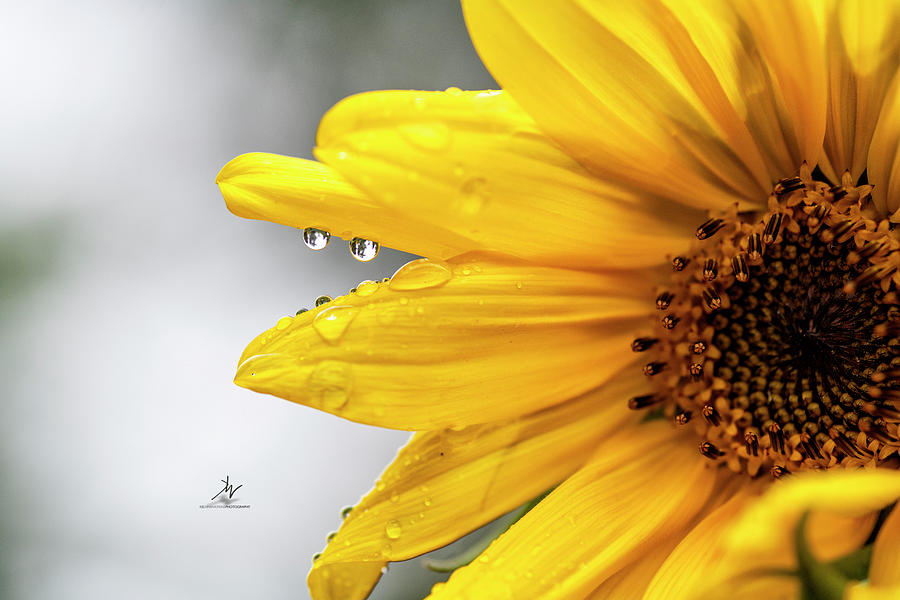 Sunflower with Water Drops Photograph by Kelvin Watkins - Fine Art America