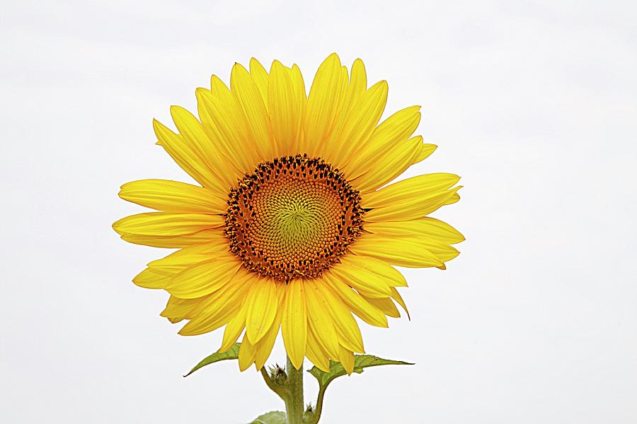 Sunflower With White Clouds Photograph