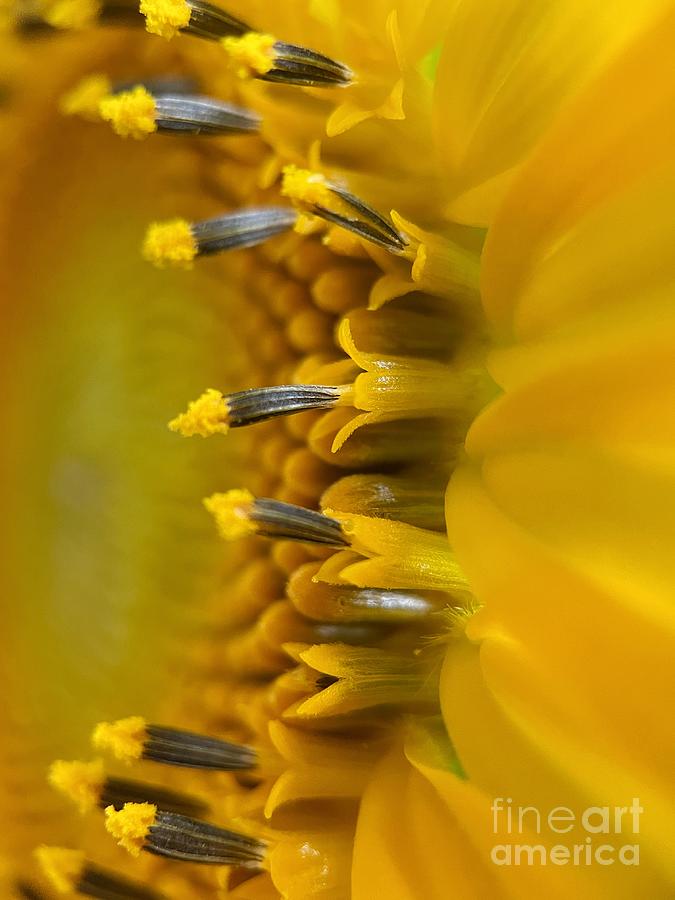 Sunflower Yellow  Photograph by Diana Rajala