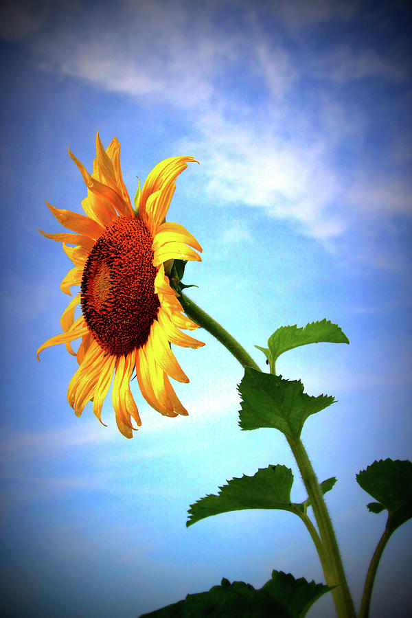 Sunflower2136 Photograph by Carolyn Stagger Cokley