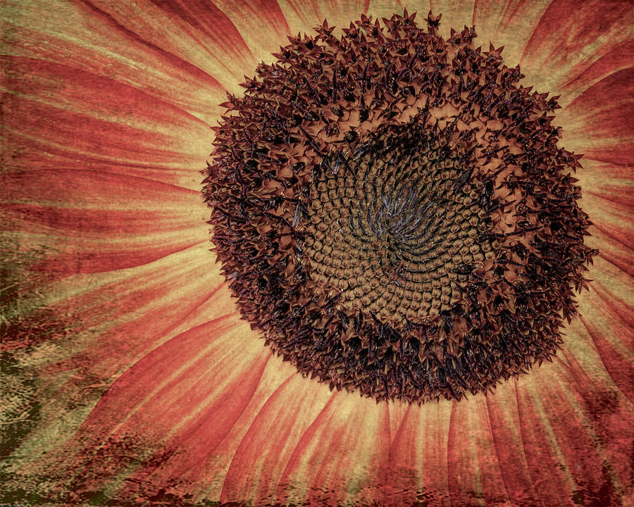 Sunflower223 Photograph