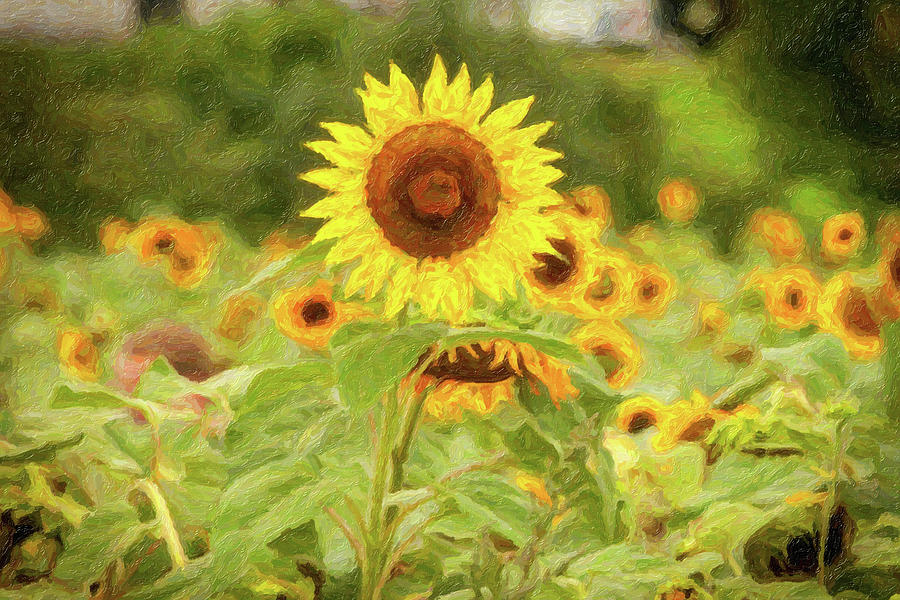 Sunflower_4126_WC Photograph by Rocco Leone
