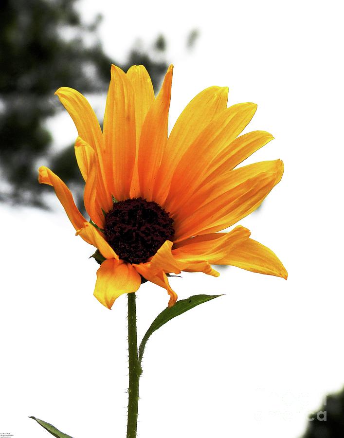 Sunflower61 Photograph by Lizi Beard-Ward