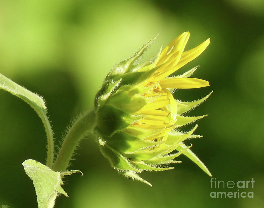 Sunflower62 Photograph by Lizi Beard-Ward