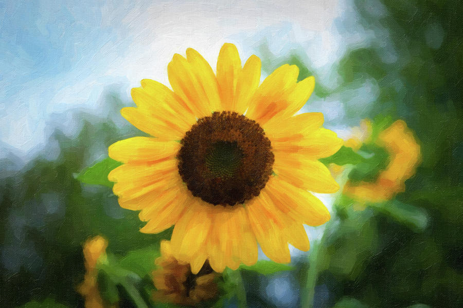 Sunflower_6273_WC Watercolor Painting by Rocco Leone