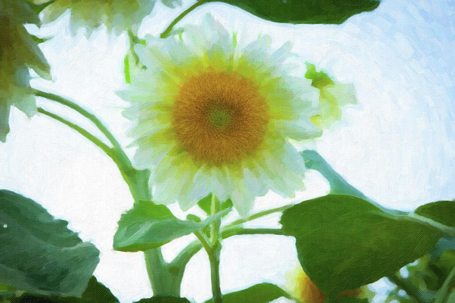 Sunflower_6853_WC Watercolor Painting by Rocco Leone
