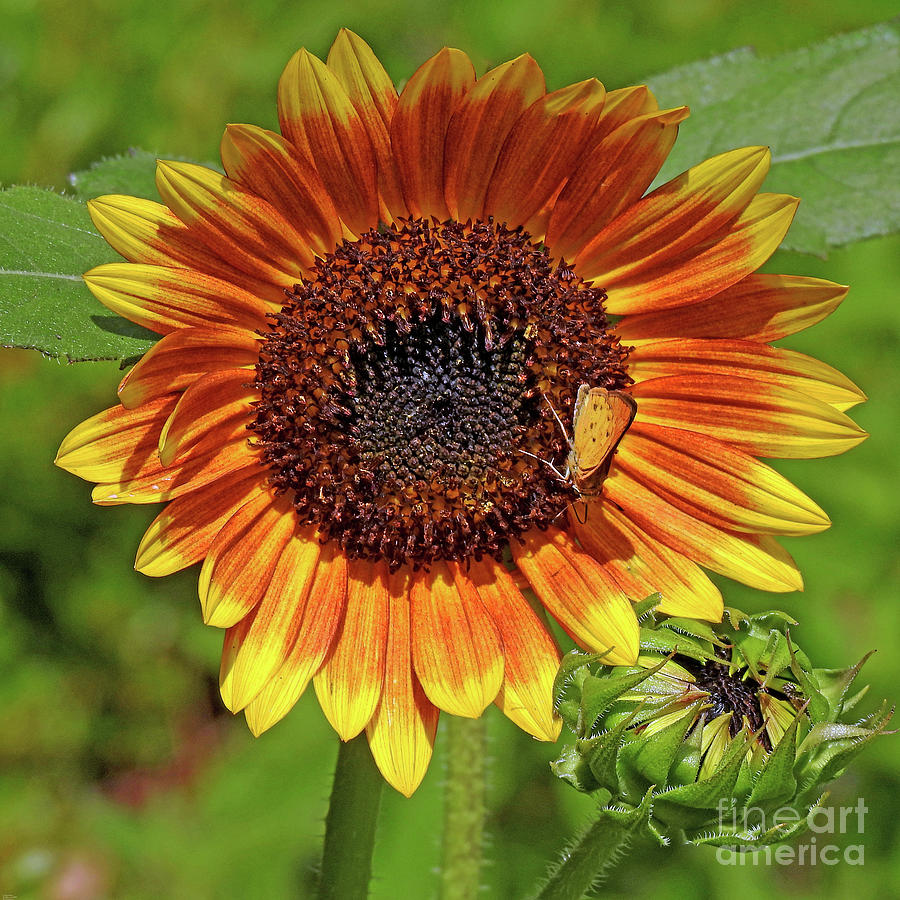 Sunflower69 Photograph by Lizi Beard-Ward