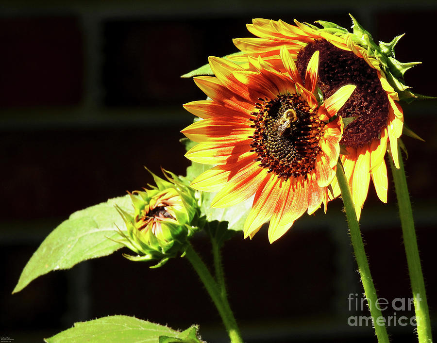 Sunflower70 Photograph by Lizi Beard-Ward