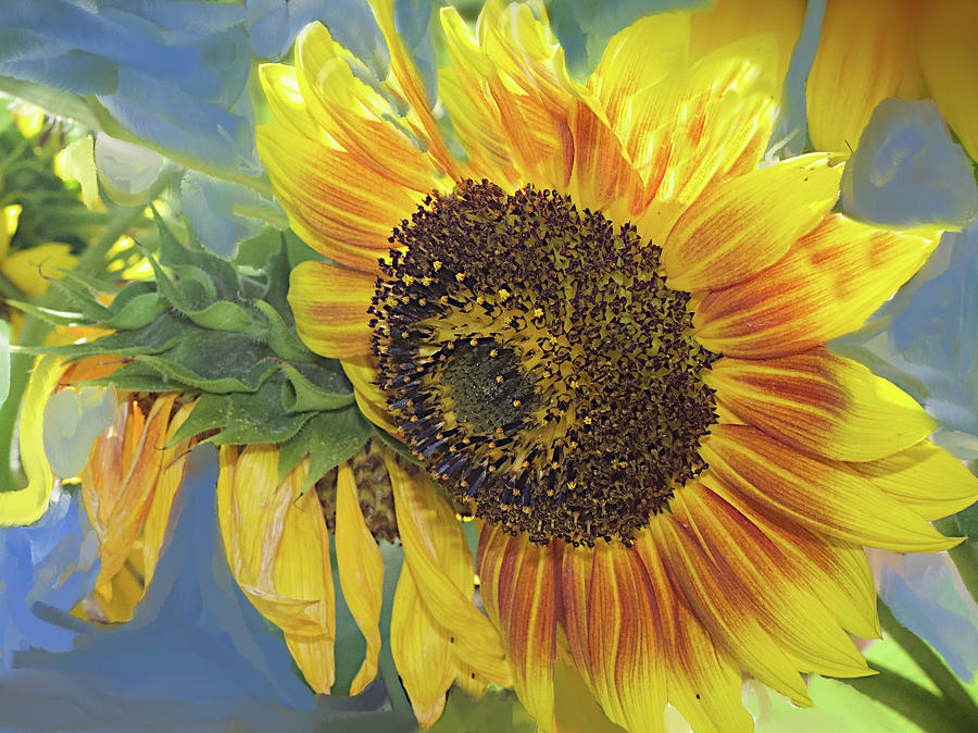 Sunflower73 Painting by Susan Crowell