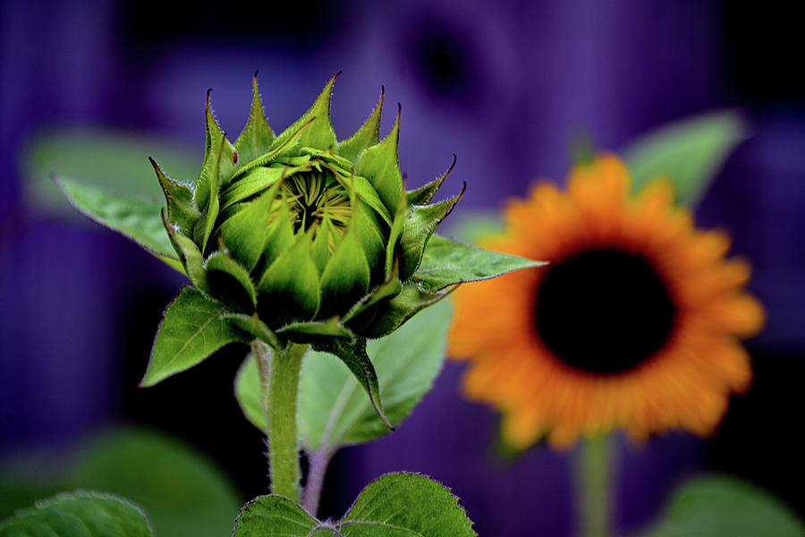 SunflowerBud Photograph by Mary Hahn Ward