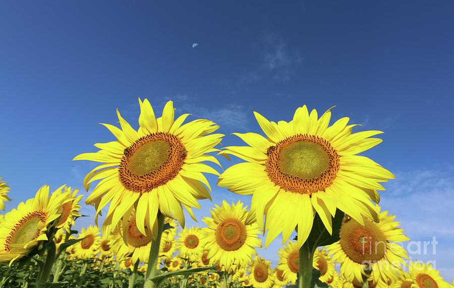 Sunflowers  0269 Photograph by Jack Schultz