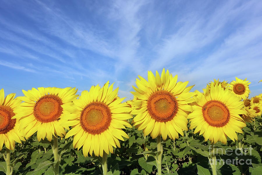 Sunflowers  0494 Photograph by Jack Schultz
