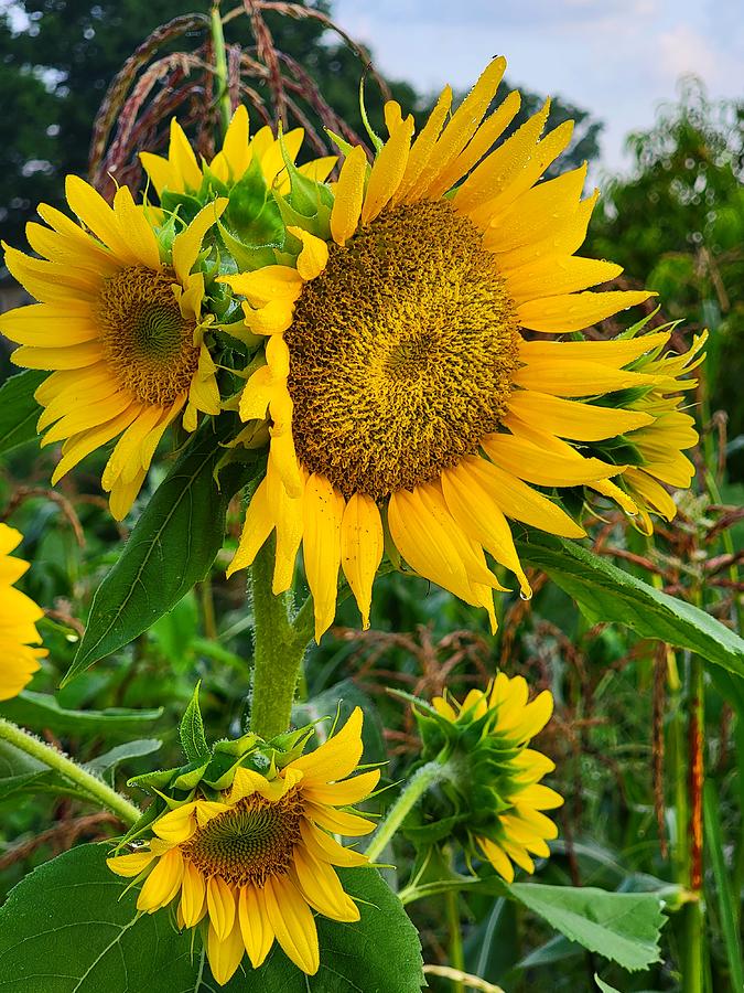 Sunflowers 1 Photograph by Amanda Rae