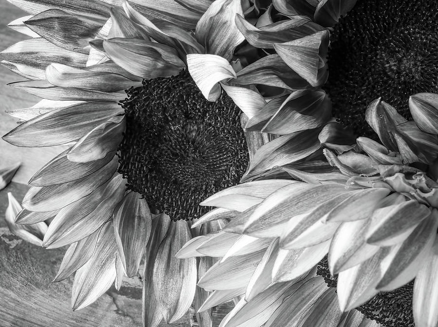 Tool Photograph - Sunflowers 1 by Connie Carr