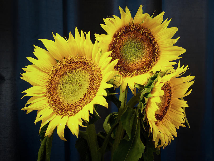 Sunflowers 1 Photograph by Dimitry Papkov