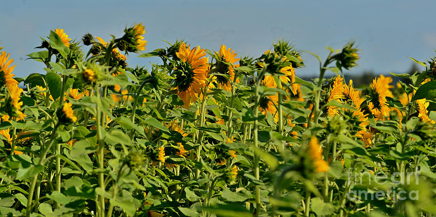 Sunflowers 1 Photograph