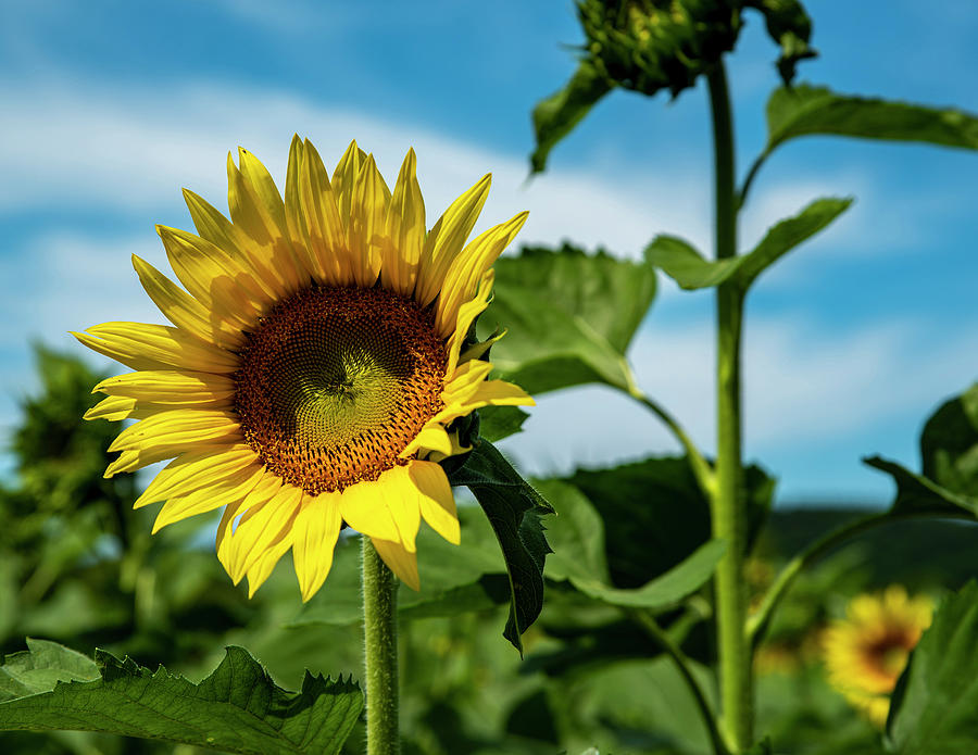 Sunflowers 1 Photograph by Lisa Blake Sunflowers 1 Photograph by Lisa Blake