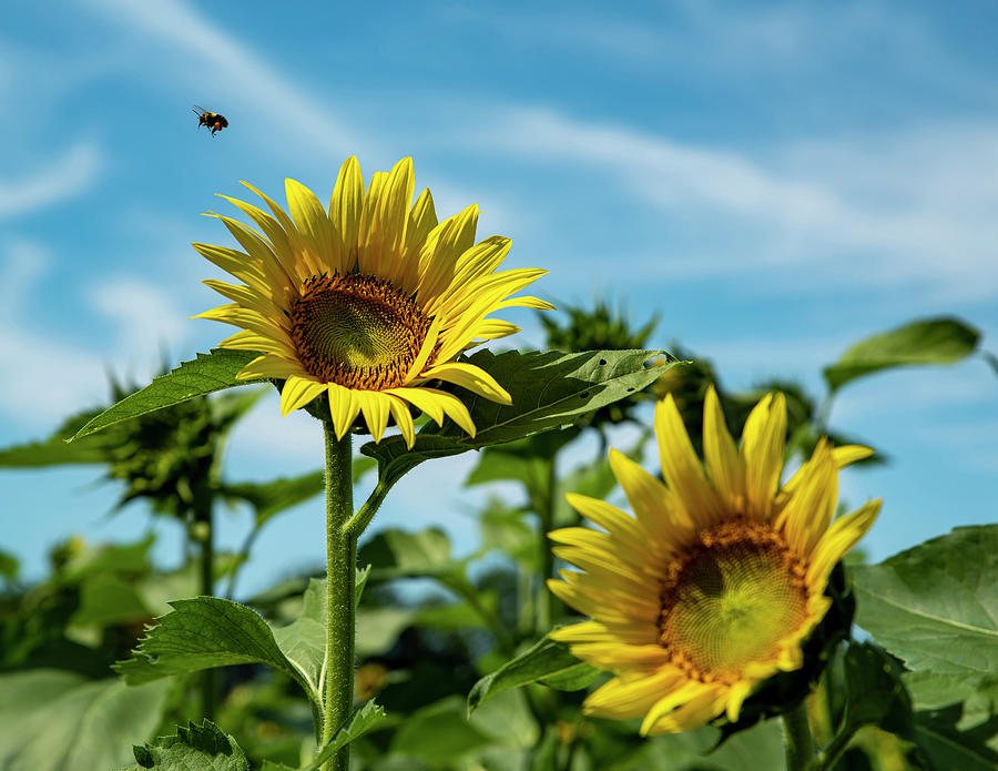 Sunflowers 2 Photograph by Lisa Blake Sunflowers 2 Photograph by Lisa Blake