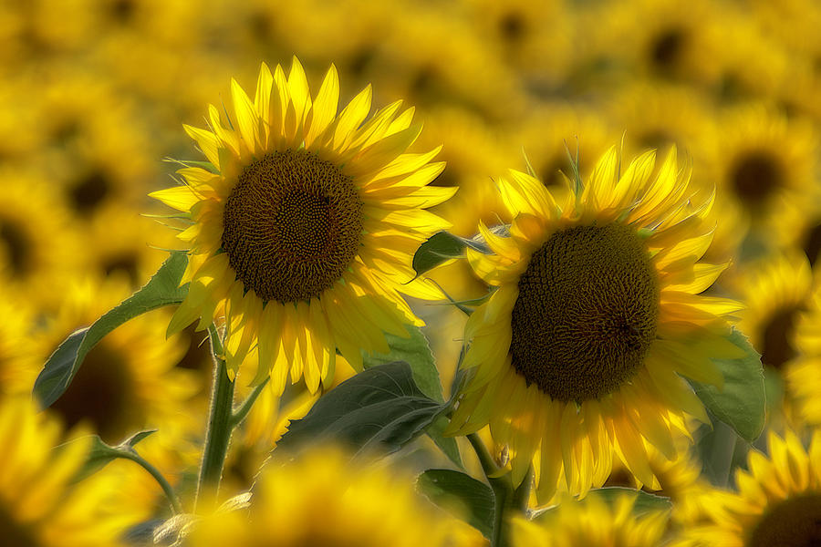 Sunflowers 2021 2 Photograph by Wolfgang Stocker