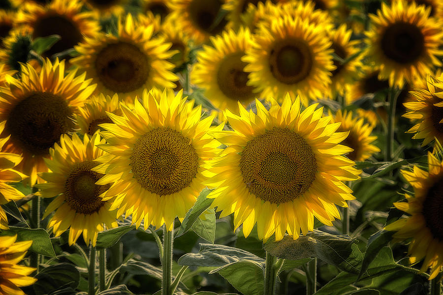 Sunflowers 2021 Photograph by Wolfgang Stocker