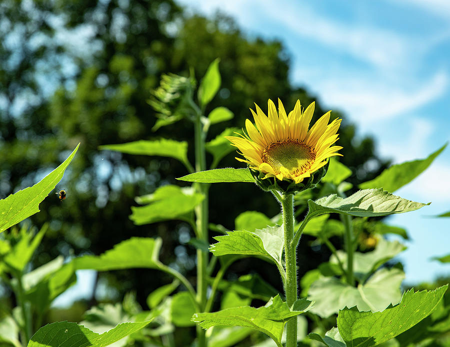Sunflowers 3 Photograph by Lisa Blake