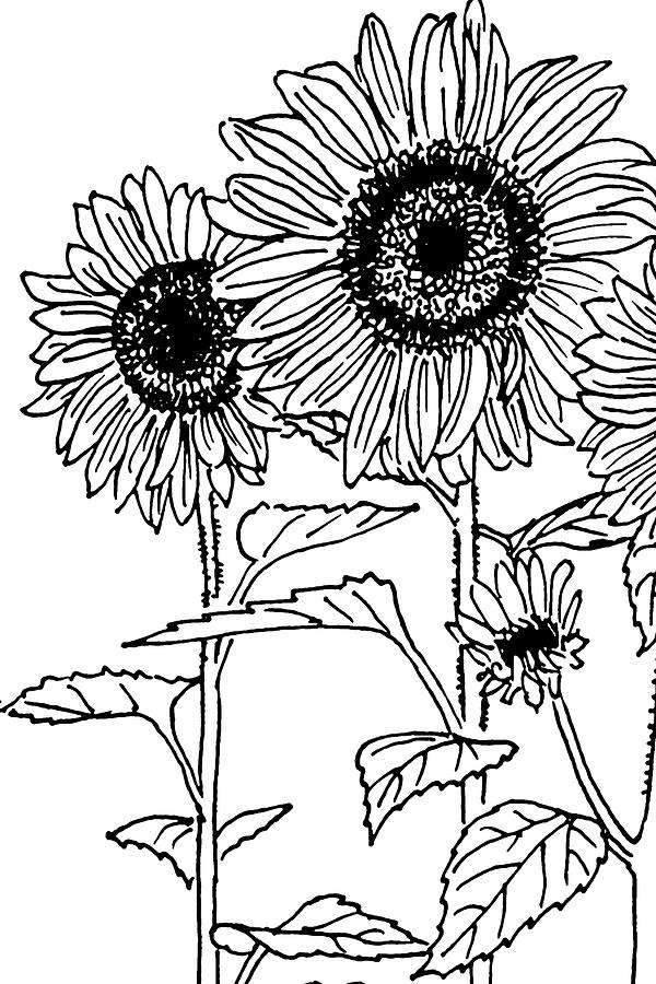 Sunflowers 4-1 Drawing by Masha Batkova