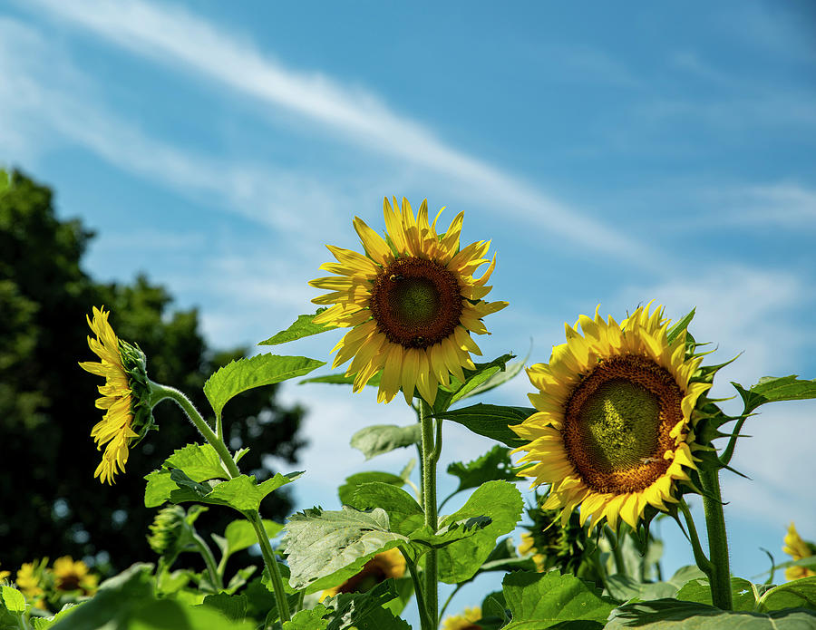 Sunflowers 8 Photograph by Lisa Blake