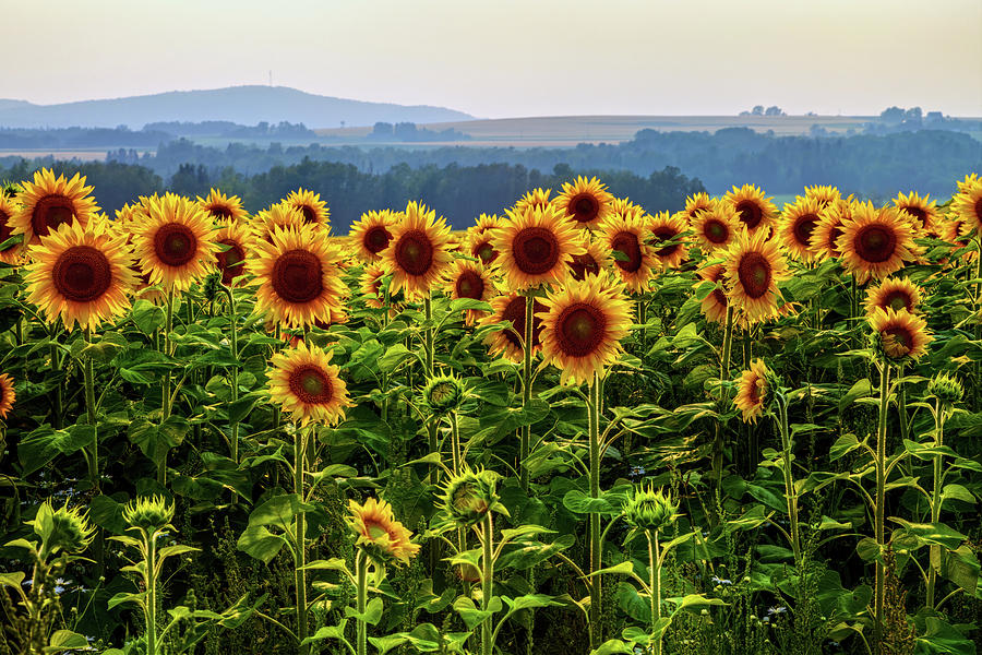 Sunflowers a3925 Photograph by Greg Hartford