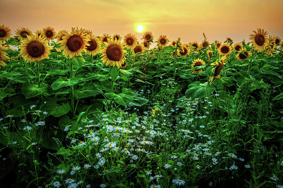 Sunflowers a3988 Photograph by Greg Hartford