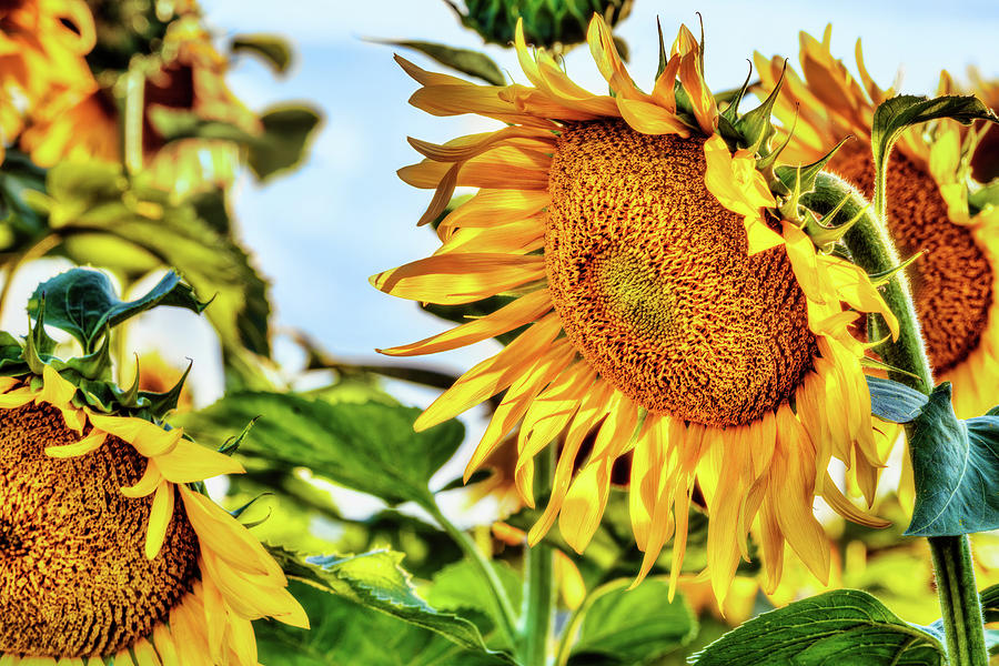 Sunflowers a6583 Photograph by Greg Hartford