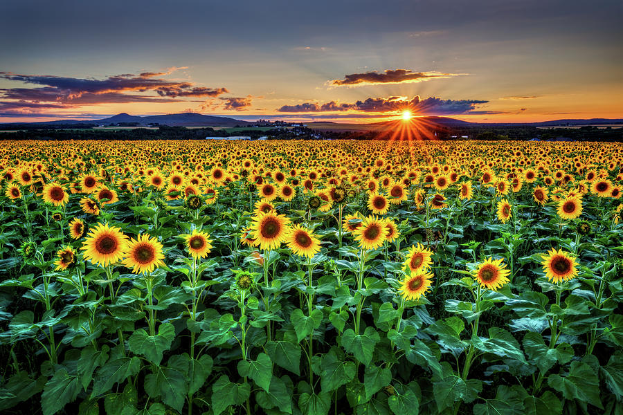 Sunflowers a6676 Photograph by Greg Hartford
