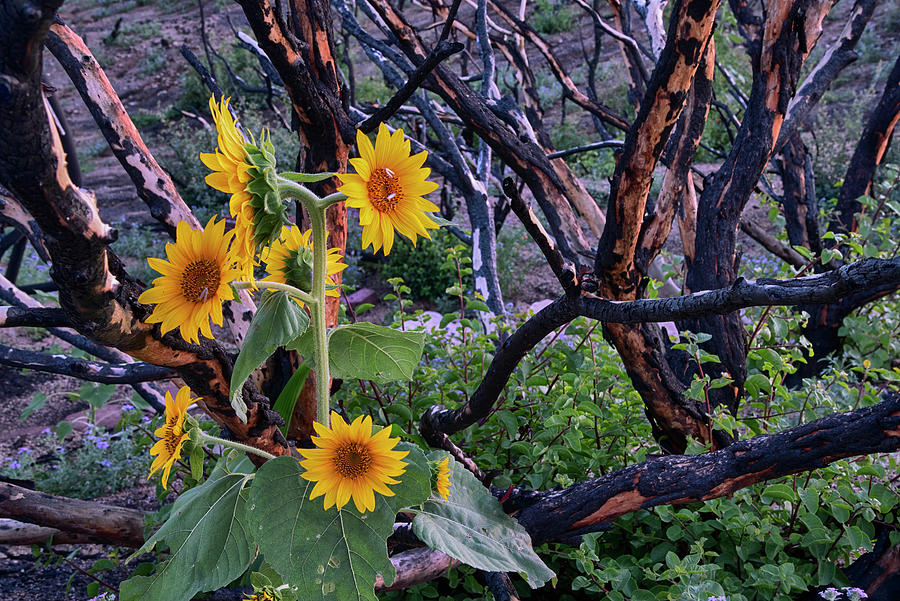 Sunflowers after the fire Photograph by Dave Dilli