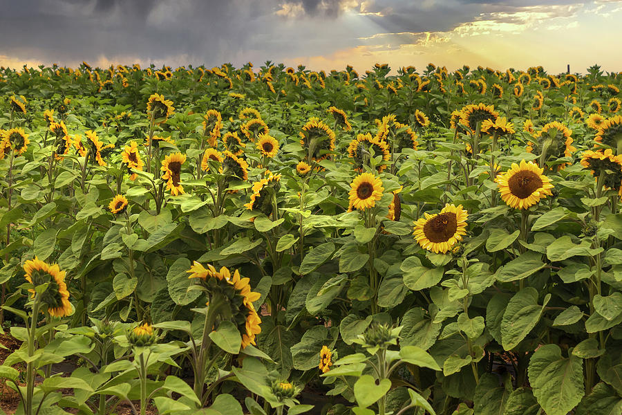 Sunflowers After the Storm Photograph by Alison Frank