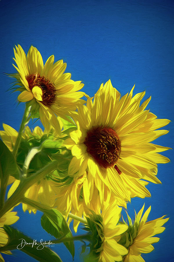 Nature Digital Art - Sunflowers Against A Blue Sky by Diane Schuster