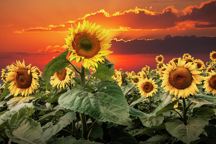 Sunflowers against an Orange Sky Photograph by Randall Nyhof