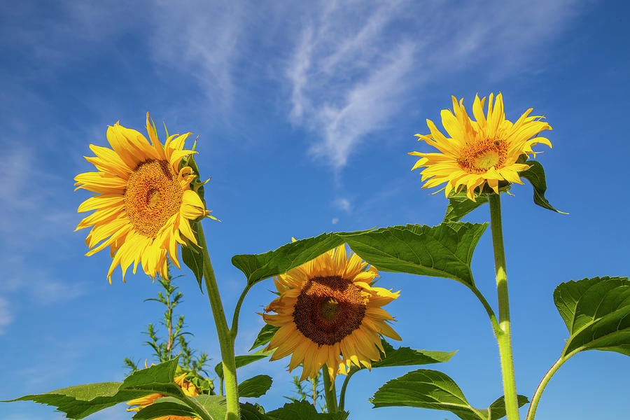 Sunflowers Against Blue Sky Photograph by Dart Humeston