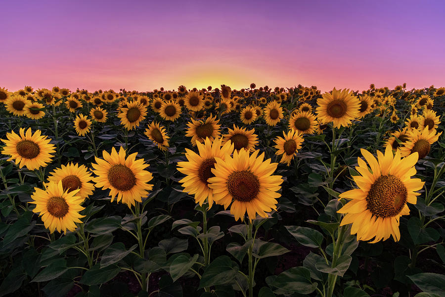 Sunflowers Photograph by Alexios Ntounas