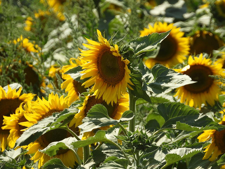 Sunflowers Photograph by Amanda R Wright