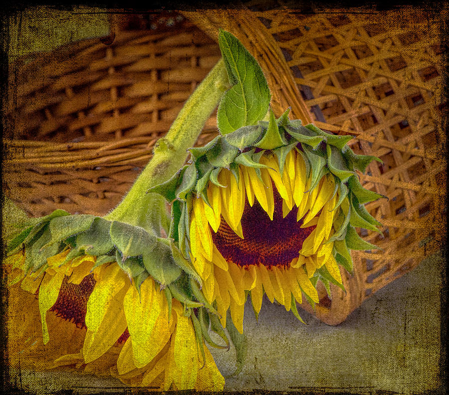 Basket of Sunflowers Photograph by Cordia Murphy