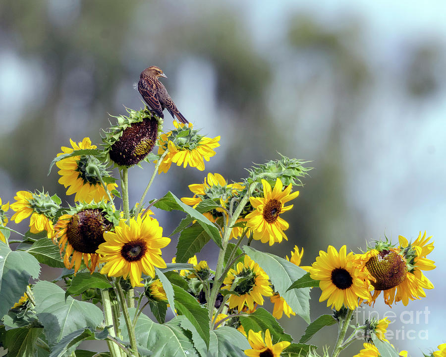 Sunflowers and Blackbird Photograph by Kristine Anderson