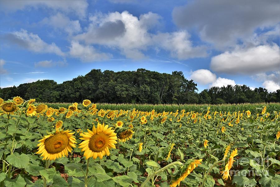 Sunflowers And Blue Skies Photograph by Julie Adair